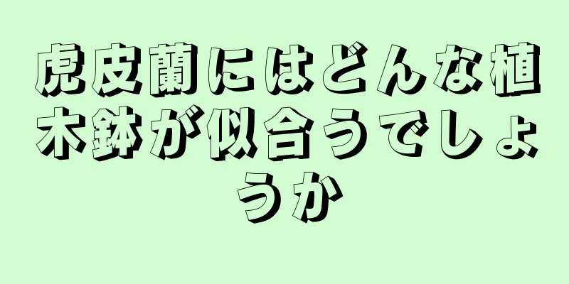 虎皮蘭にはどんな植木鉢が似合うでしょうか