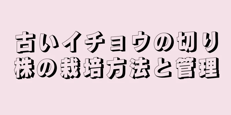 古いイチョウの切り株の栽培方法と管理