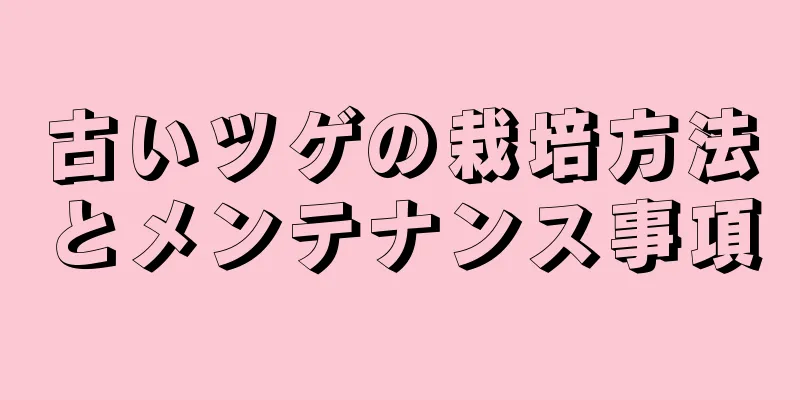 古いツゲの栽培方法とメンテナンス事項