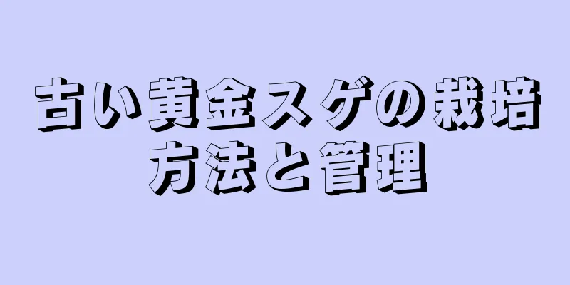 古い黄金スゲの栽培方法と管理