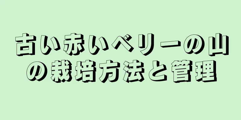 古い赤いベリーの山の栽培方法と管理