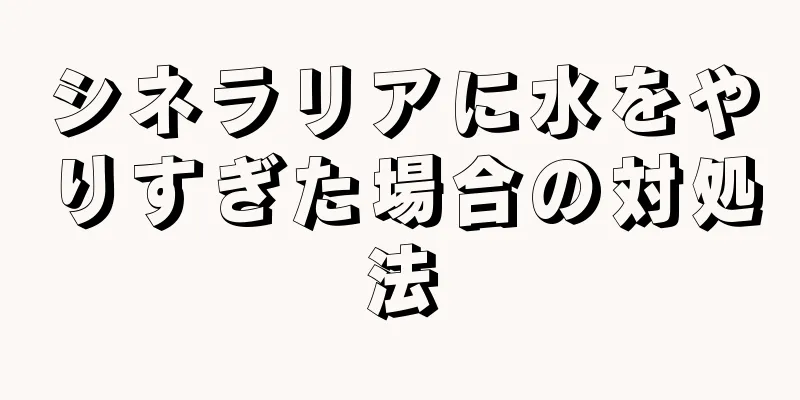 シネラリアに水をやりすぎた場合の対処法