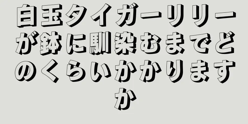 白玉タイガーリリーが鉢に馴染むまでどのくらいかかりますか