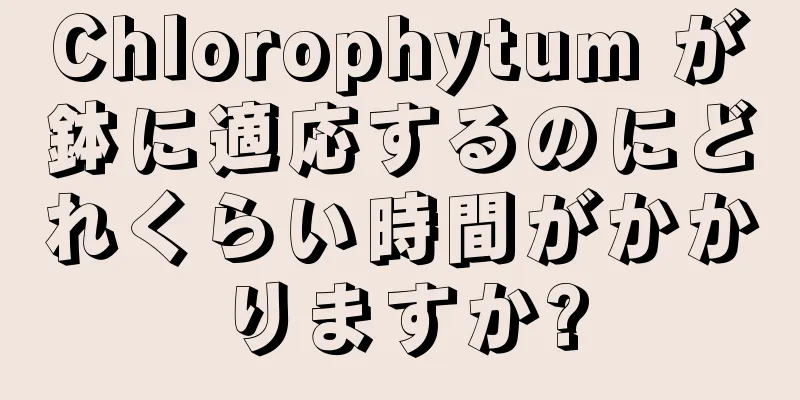 Chlorophytum が鉢に適応するのにどれくらい時間がかかりますか?