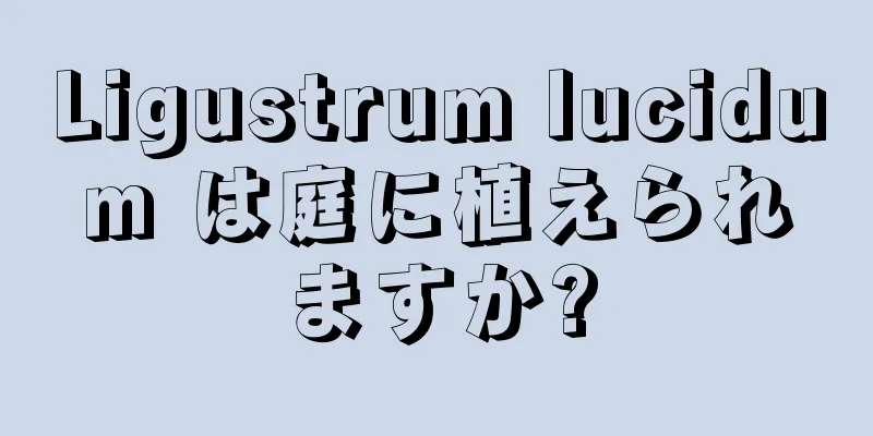 Ligustrum lucidum は庭に植えられますか?