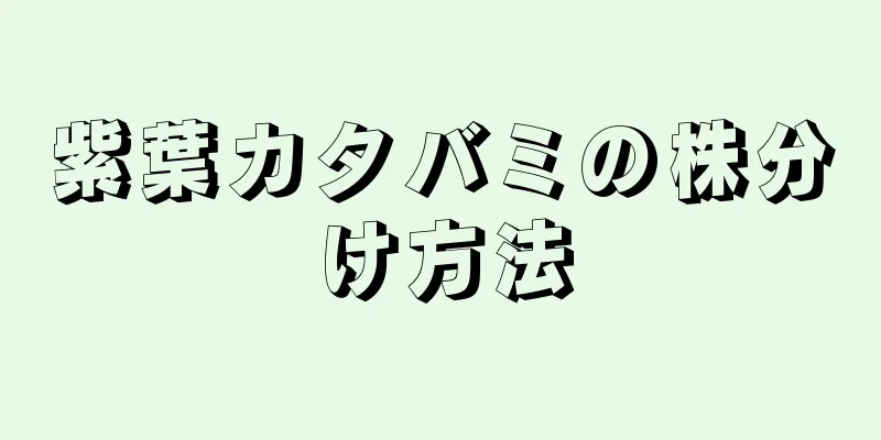 紫葉カタバミの株分け方法