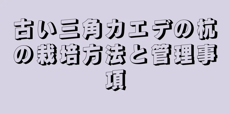 古い三角カエデの杭の栽培方法と管理事項