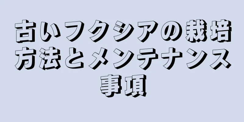 古いフクシアの栽培方法とメンテナンス事項