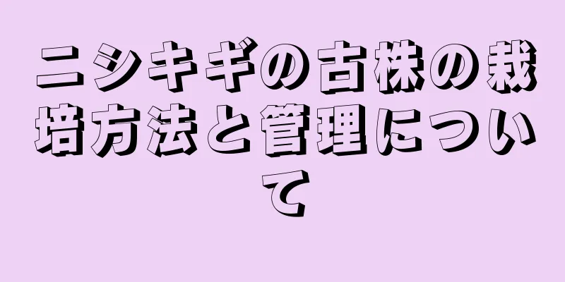 ニシキギの古株の栽培方法と管理について
