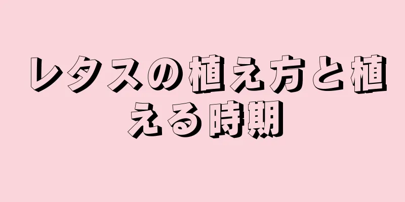 レタスの植え方と植える時期