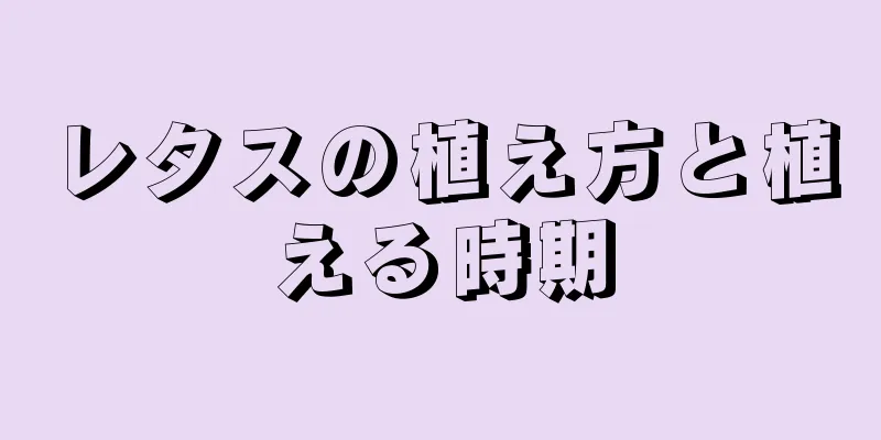 レタスの植え方と植える時期