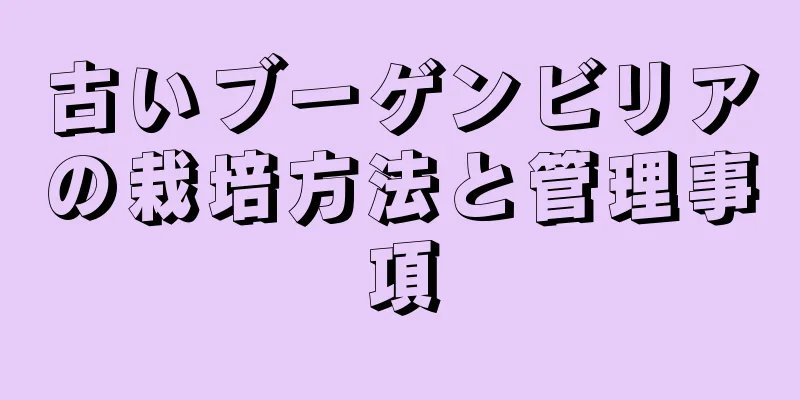 古いブーゲンビリアの栽培方法と管理事項
