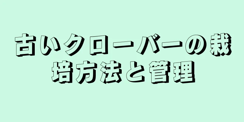 古いクローバーの栽培方法と管理
