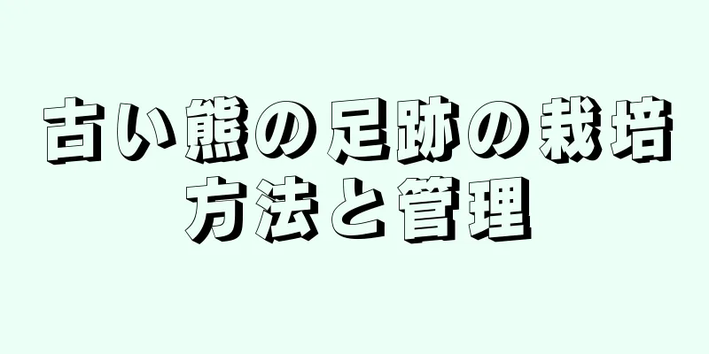 古い熊の足跡の栽培方法と管理