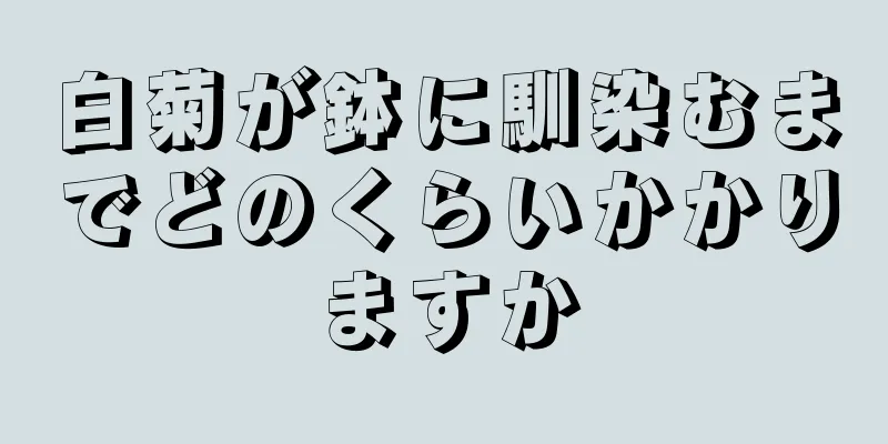 白菊が鉢に馴染むまでどのくらいかかりますか