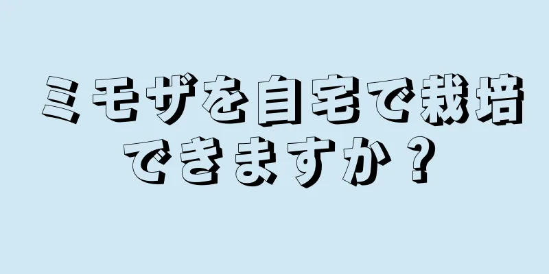 ミモザを自宅で栽培できますか？