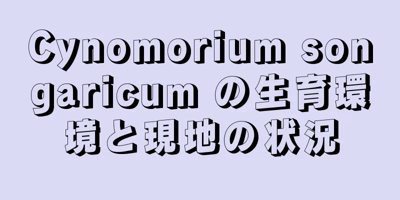 Cynomorium songaricum の生育環境と現地の状況