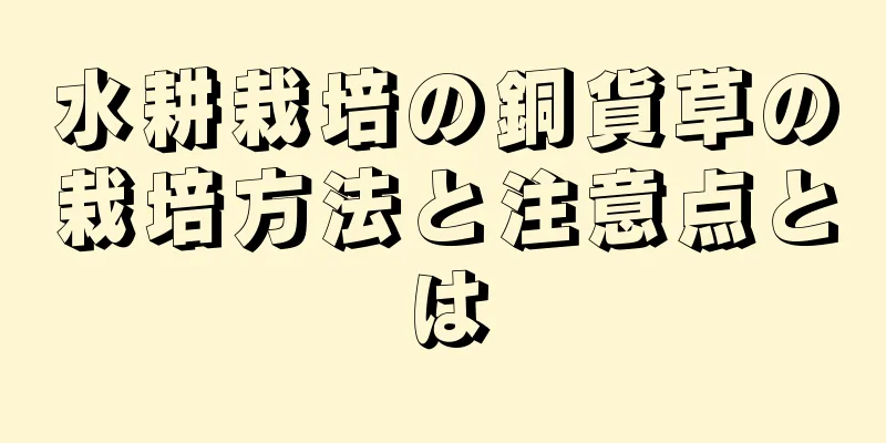 水耕栽培の銅貨草の栽培方法と注意点とは