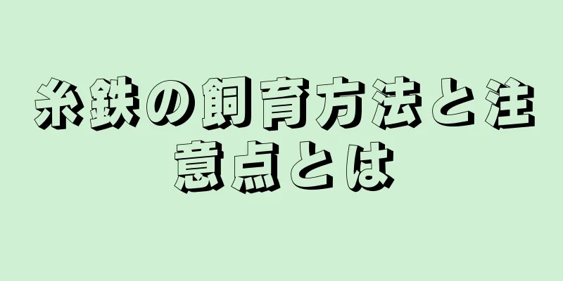糸鉄の飼育方法と注意点とは