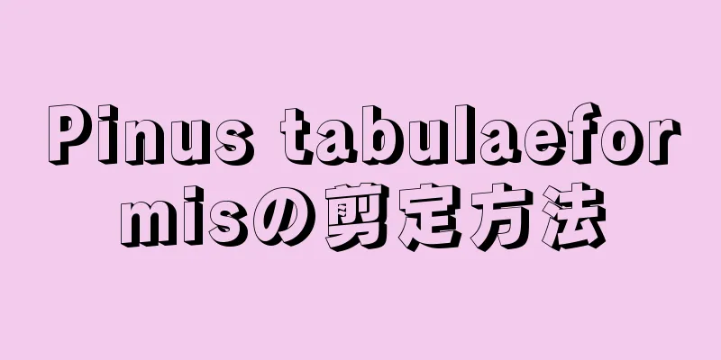 Pinus tabulaeformisの剪定方法