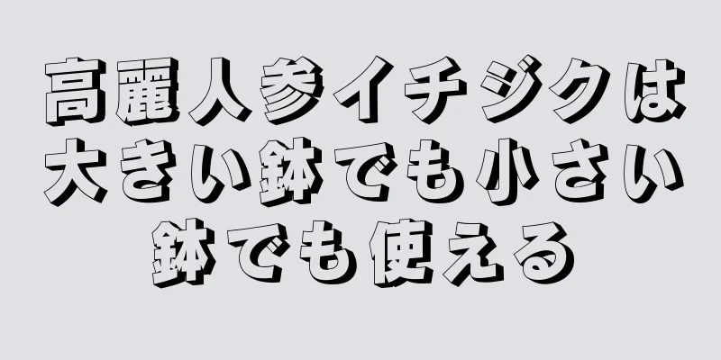 高麗人参イチジクは大きい鉢でも小さい鉢でも使える