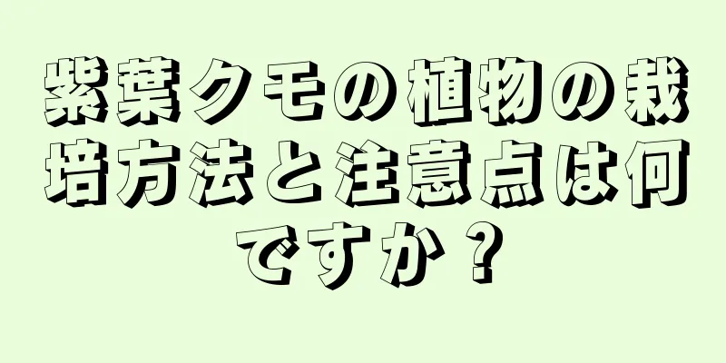 紫葉クモの植物の栽培方法と注意点は何ですか？