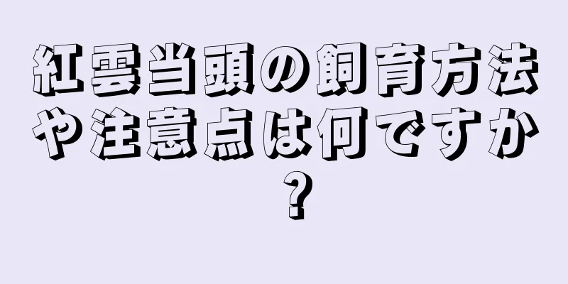 紅雲当頭の飼育方法や注意点は何ですか？