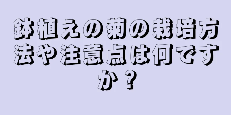 鉢植えの菊の栽培方法や注意点は何ですか？
