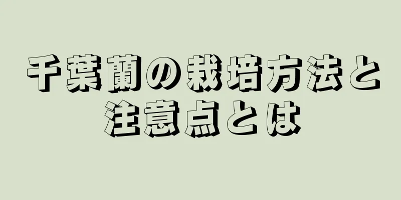 千葉蘭の栽培方法と注意点とは