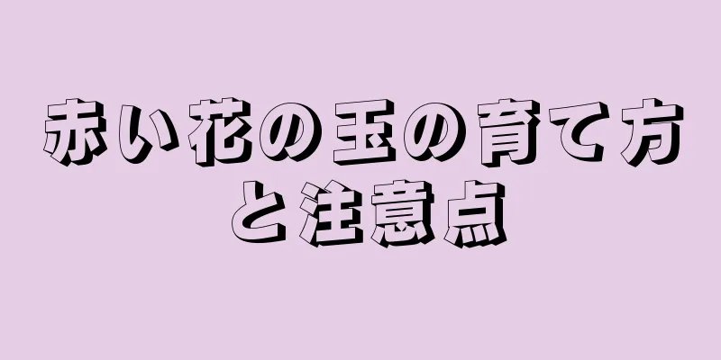 赤い花の玉の育て方と注意点