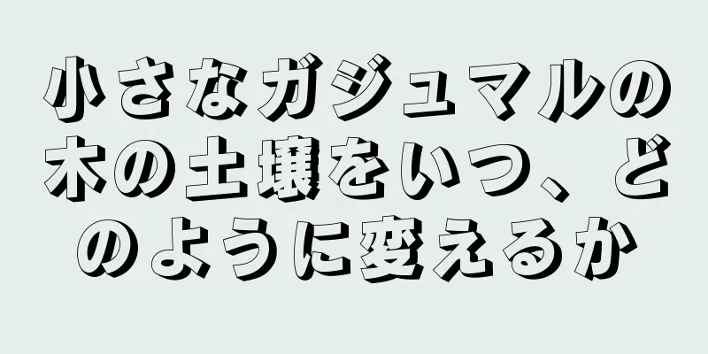 小さなガジュマルの木の土壌をいつ、どのように変えるか