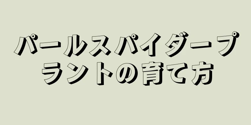 パールスパイダープラントの育て方