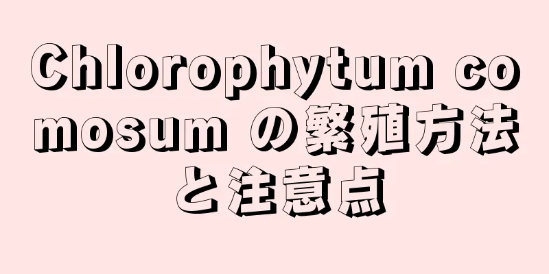 Chlorophytum comosum の繁殖方法と注意点