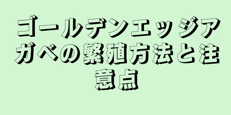 ゴールデンエッジアガベの繁殖方法と注意点