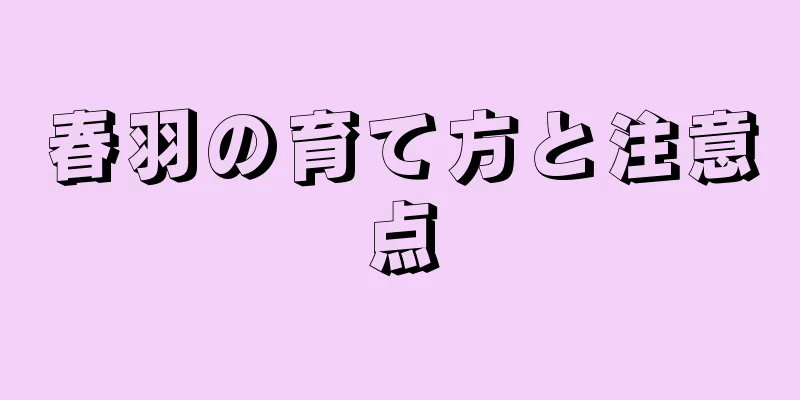 春羽の育て方と注意点