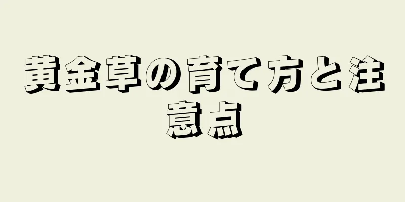 黄金草の育て方と注意点