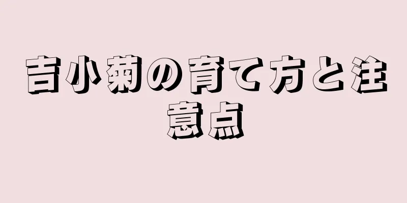 吉小菊の育て方と注意点
