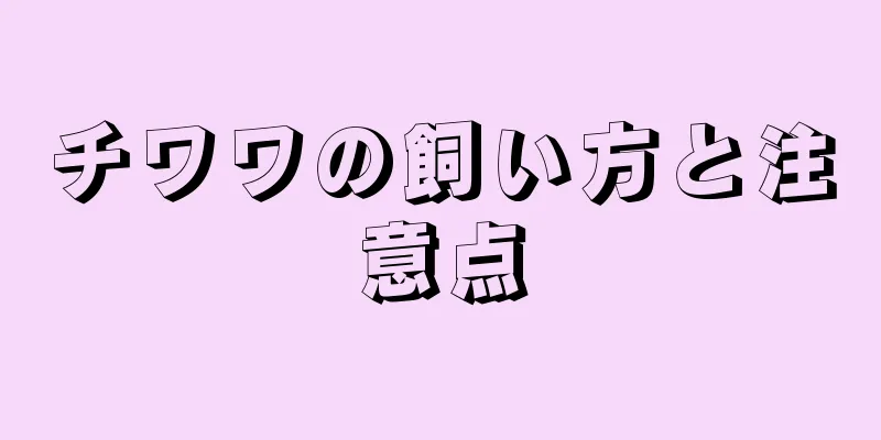 チワワの飼い方と注意点