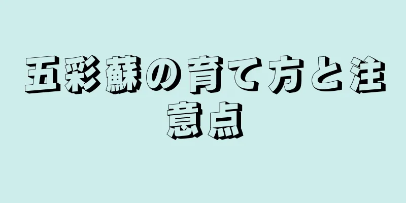 五彩蘇の育て方と注意点