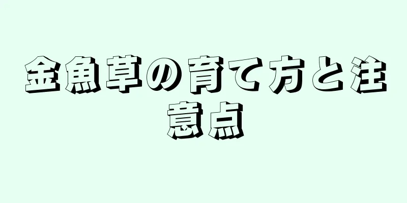 金魚草の育て方と注意点