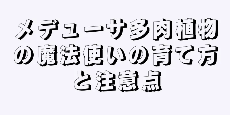 メデューサ多肉植物の魔法使いの育て方と注意点