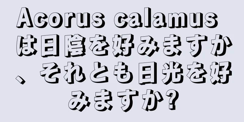 Acorus calamus は日陰を好みますか、それとも日光を好みますか?