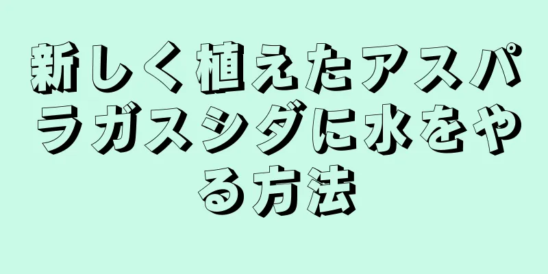 新しく植えたアスパラガスシダに水をやる方法