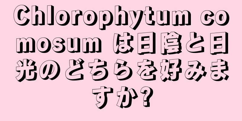 Chlorophytum comosum は日陰と日光のどちらを好みますか?