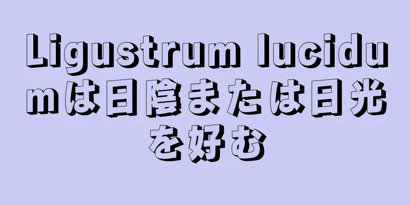 Ligustrum lucidumは日陰または日光を好む
