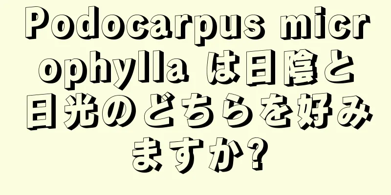 Podocarpus microphylla は日陰と日光のどちらを好みますか?