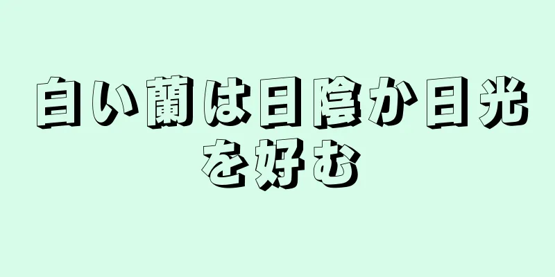 白い蘭は日陰か日光を好む