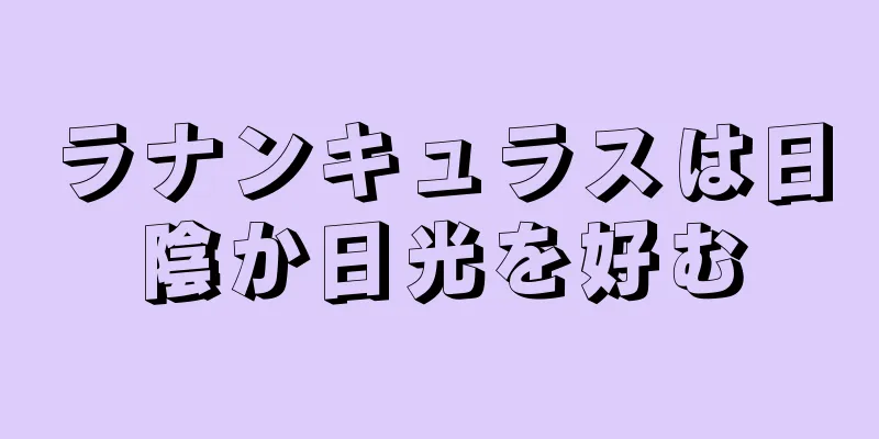 ラナンキュラスは日陰か日光を好む