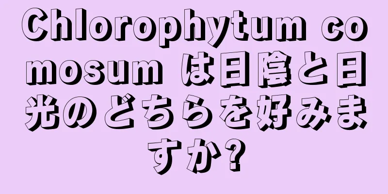 Chlorophytum comosum は日陰と日光のどちらを好みますか?