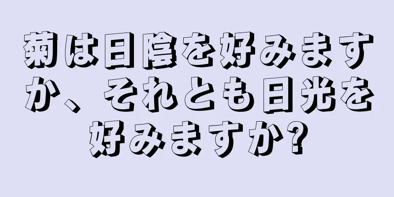 菊は日陰を好みますか、それとも日光を好みますか?